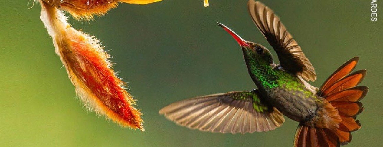 Festival de l'oiseaux et de la nature du 9 au 18 avril 2022 @festival oiseau nature